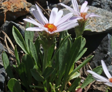 Herrickia kingii