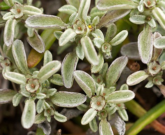 Hesperevax sparsiflora