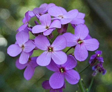 Hesperis matronalis