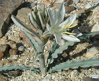 Hesperocallis undulata