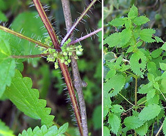 Hesperocnide tenella