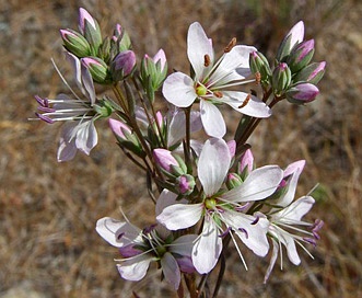 Hesperolinon californicum