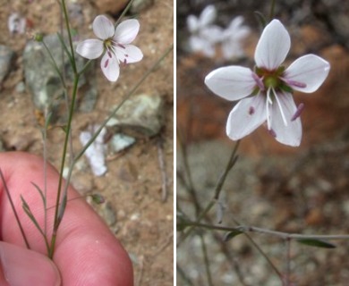 Hesperolinon spergulinum