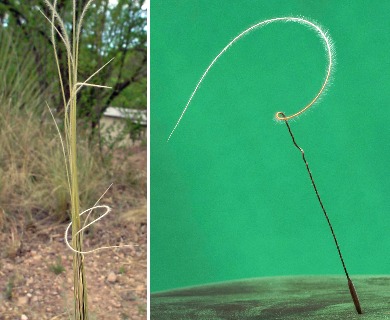 Hesperostipa neomexicana