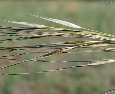 Hesperostipa spartea