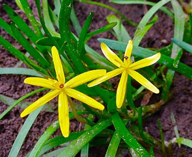 Heteranthera dubia