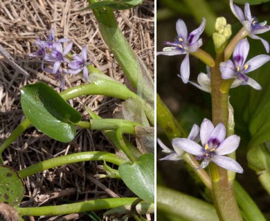 Heteranthera multiflora