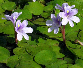 Heteranthera reniformis