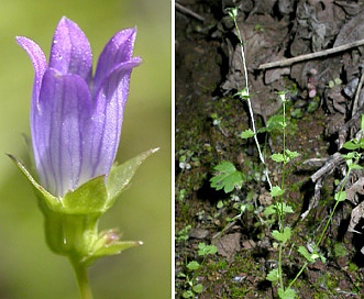 Heterocodon rariflorum