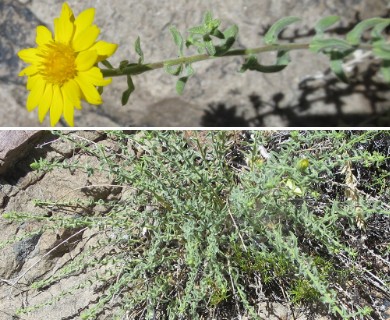 Heterotheca cinerascens