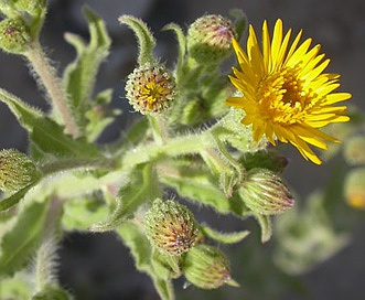 Heterotheca grandiflora