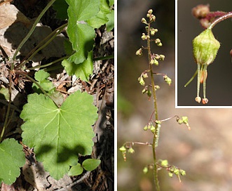 Heuchera americana