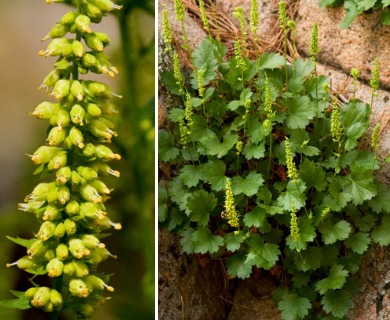 Heuchera bracteata