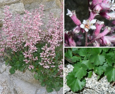 Heuchera caespitosa