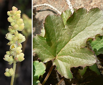 Heuchera cylindrica