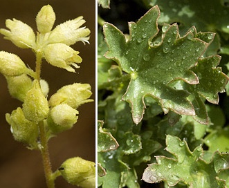 Heuchera grossulariifolia