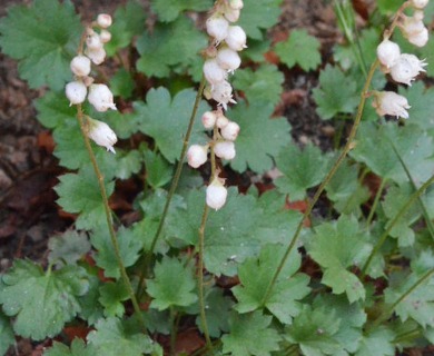 Heuchera hallii