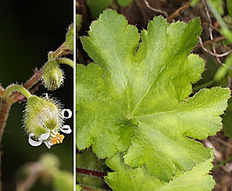 Heuchera maxima