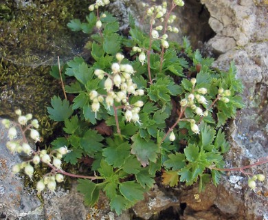 Heuchera merriamii