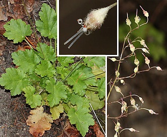 Heuchera micrantha