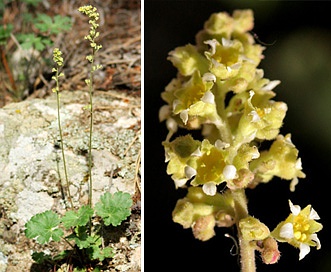 Heuchera parvifolia