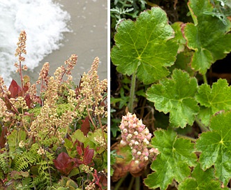 Heuchera pilosissima