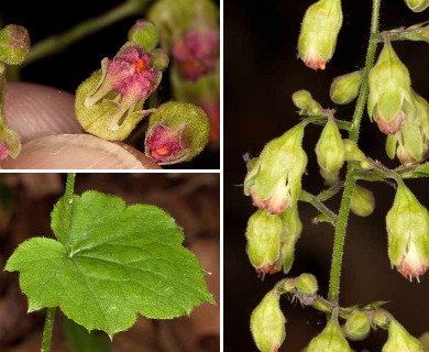 Heuchera pubescens