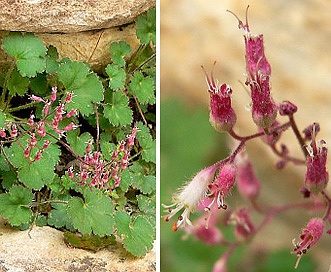 Heuchera rubescens