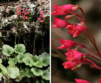 Heuchera sanguinea