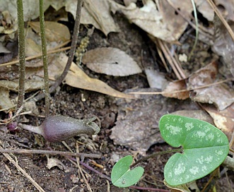 Hexastylis arifolia