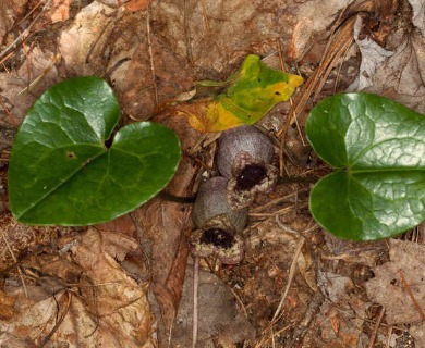 Hexastylis heterophylla