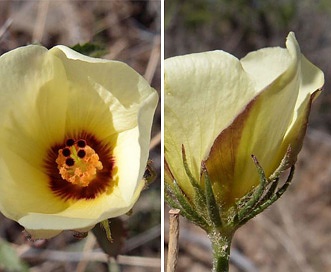 Hibiscus coulteri