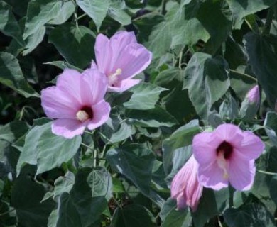 Hibiscus grandiflorus