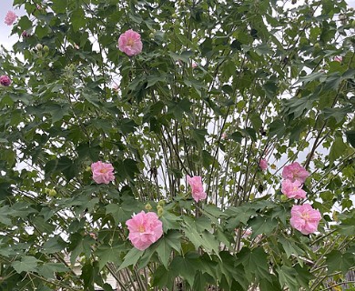 Hibiscus mutabilis