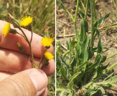 Hieracium abscissum