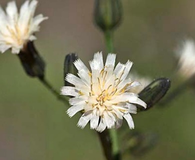 Hieracium albiflorum