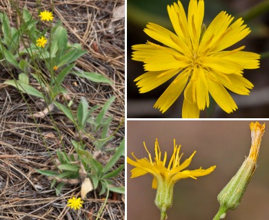 Hieracium bolanderi