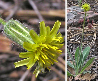 Hieracium fendleri