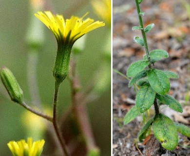 Hieracium gronovii