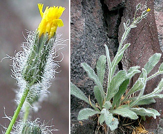 Hieracium horridum