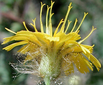 Hieracium longiberbe