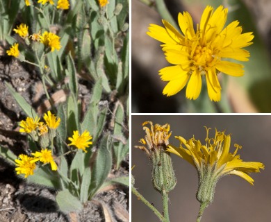 Hieracium nudicaule