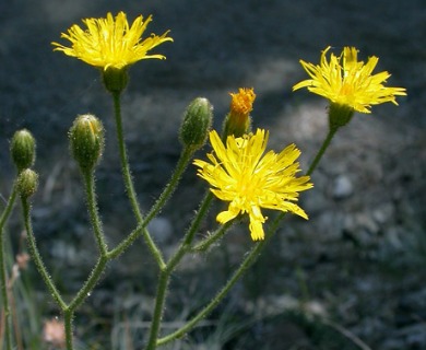 Hieracium parryi