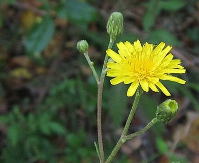 Hieracium sabaudum