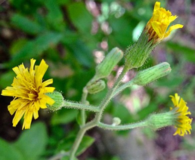 Hieracium scabrum