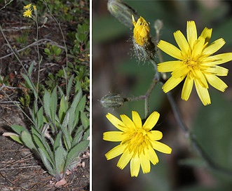 Hieracium scouleri