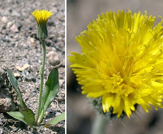 Hieracium triste