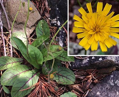 Hieracium venosum