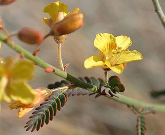 Hoffmannseggia microphylla