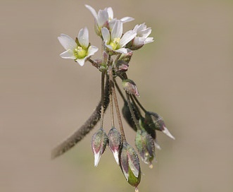 Holosteum umbellatum